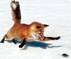 Воздушный фильтр - последнее сообщение от fox